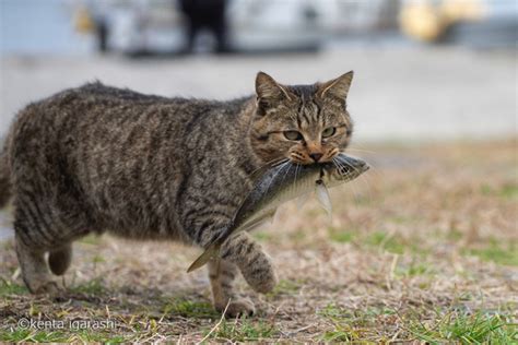 熊本市南区 賃貸 - 猫が魚を食べる夢を見た理由