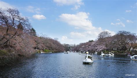 井の頭公園 喫煙所 - 煙と自然の共存を考える