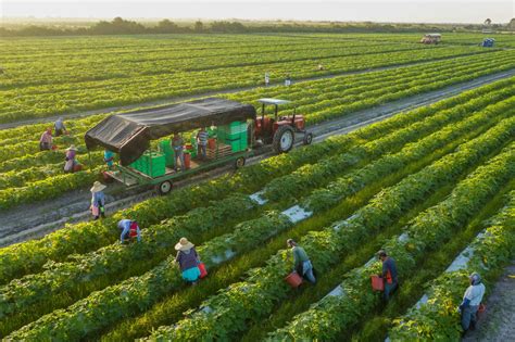  When Nature Becomes Culture: Reflections on the Agricultural Landscape of Brazil - An Ode to Harmony and Sustainability